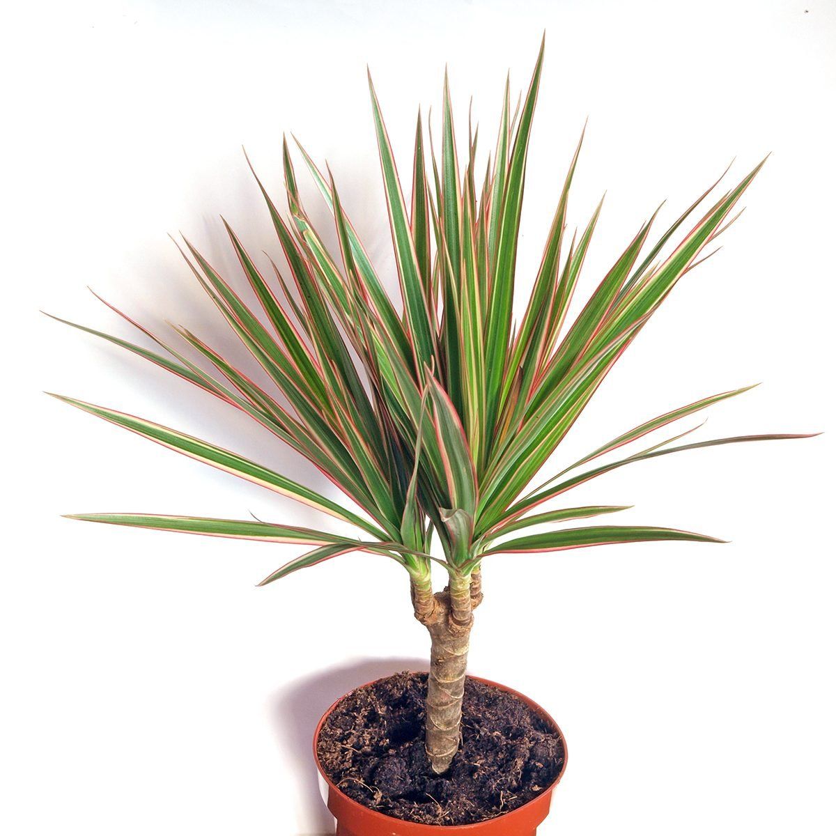 Dracaena Marginata